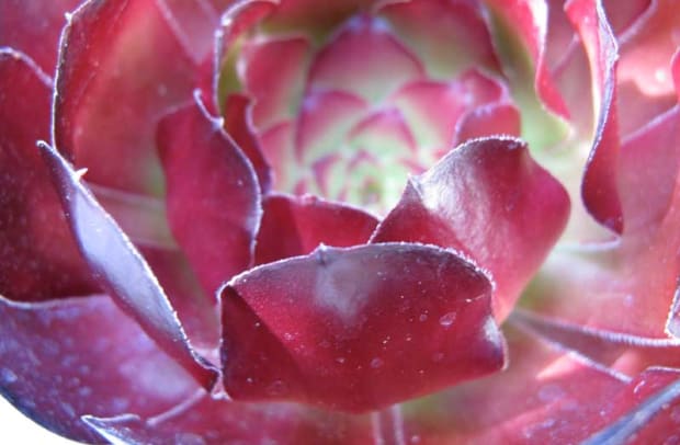 Succulents provide color and visual interest all year.