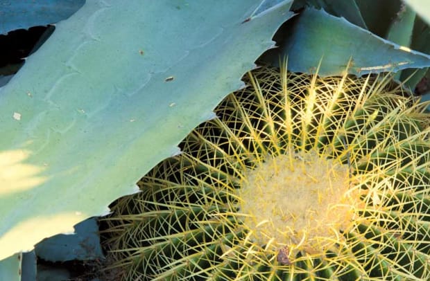 A blue agave leaf shelters a barrel cactus in the front garden.