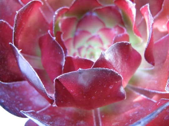 Succulents provide color and visual interest all year.