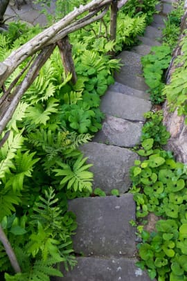 Ferns and wild ginger frame a stone stair.