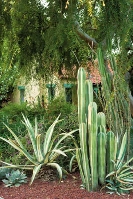 Agave ‘Americana’, Mexican fence-post cactus, and Lophocereus live in the front yard.