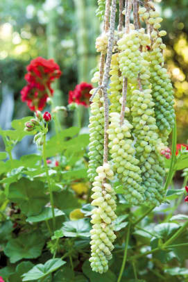 Another burro’s tail sedum trails from a planter.
