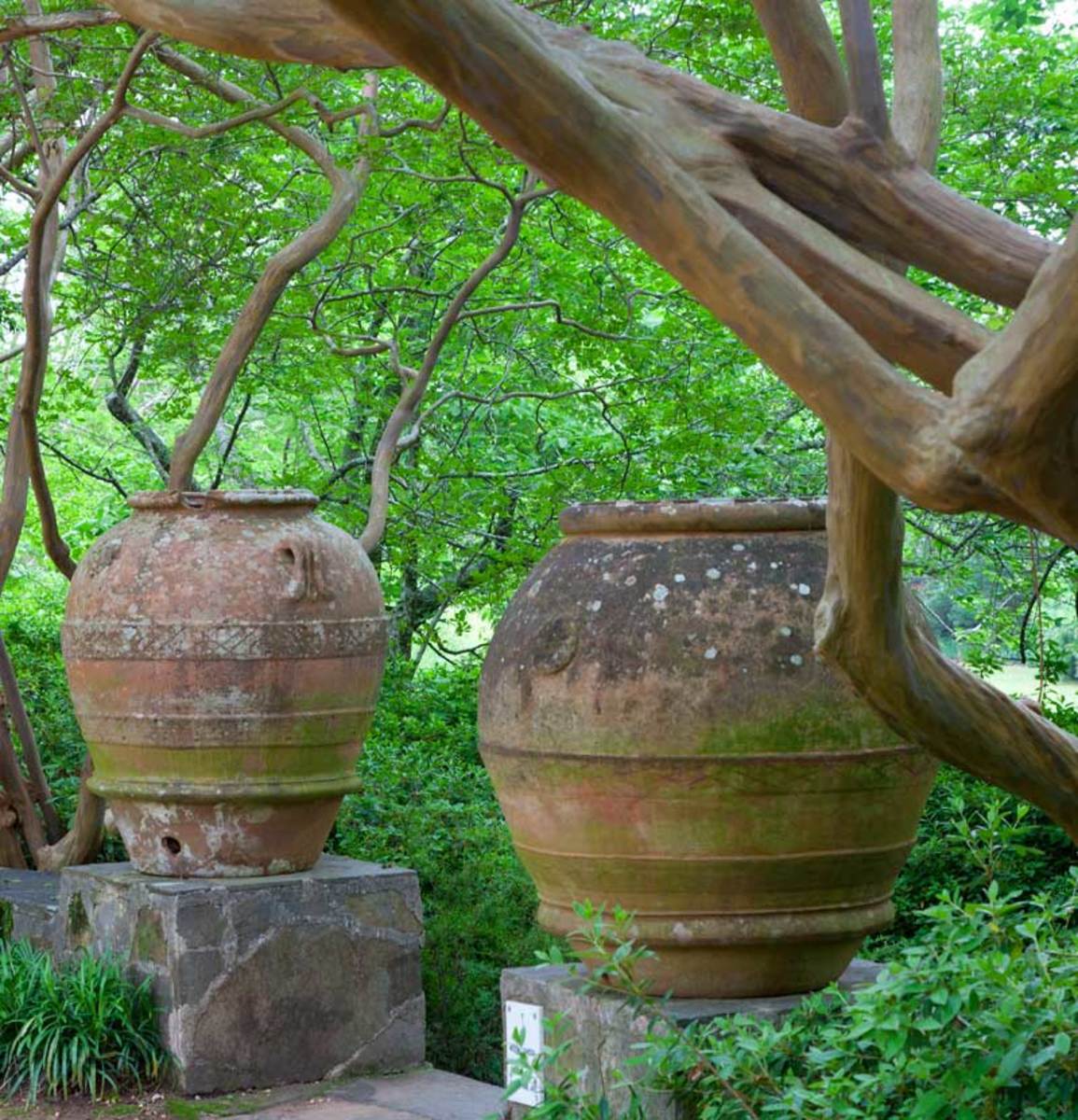 two giant wine and olive jars, Grecian garden
