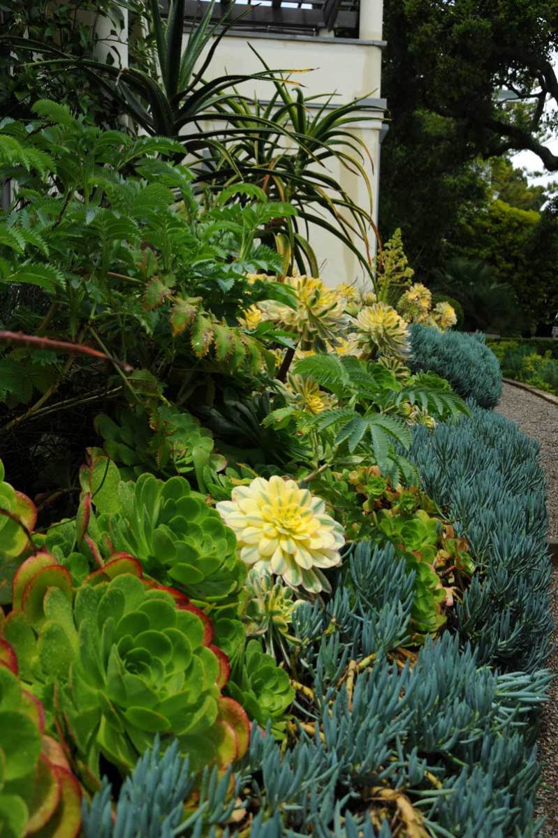 Low-maintenance succulents