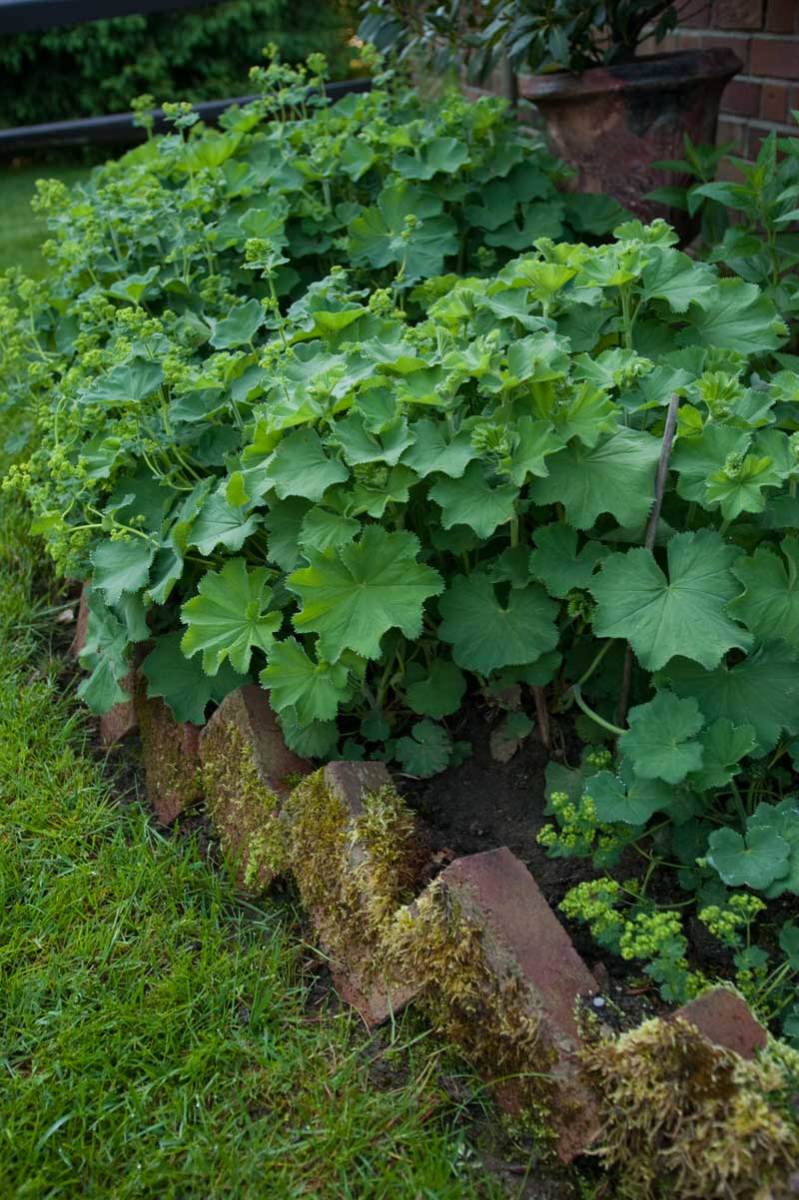 mossy bricks buried on a diagonal, garden edging