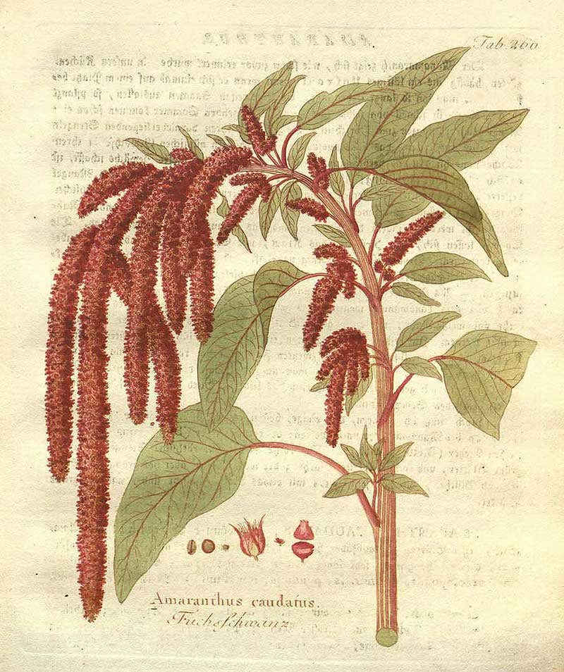 the-highly-stylized-design-interprets-the-forms-and-arcing-drape-of-a-favorite-flower-love-lies-bleeding-seen-here-in-a-vintage-botanical-print.jpg
