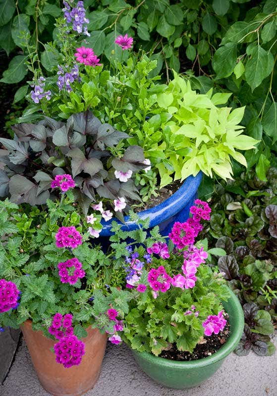 a-container-garden-near-the-potting-shed-door-puts-bright-color-annuals-on-display-sweet-potato-vines-geraniums-painted-tongue-salpiglossis.jpg