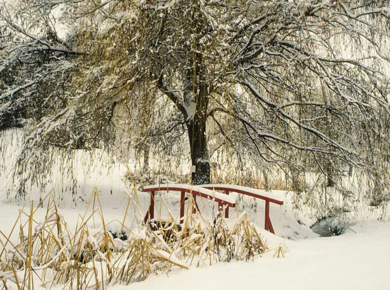 7-pavia-007-salix-sp-23016ka.jpg