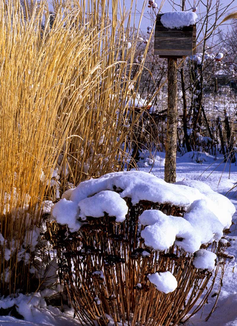 2b-pavia-001-miscanthus-calamagrostis-hylotelephium-60930ka.jpg