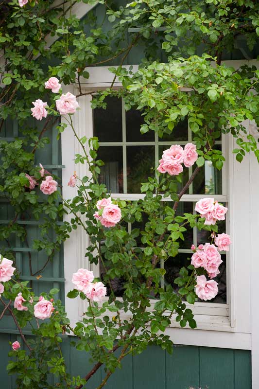 the-pink-climbing-rose-in-front-of-the-garage-window-produces-heavy-fragrant-blooms-all-summer.jpg