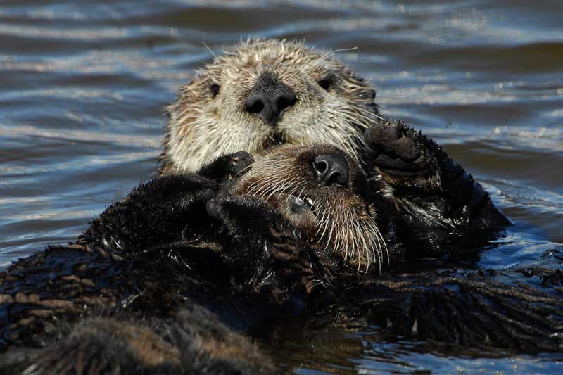 6_sea-otters.jpg