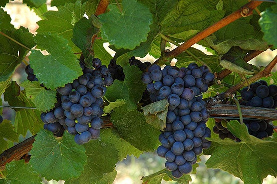 vineyard-grapes-hang-lush-at-the-duck-pond-wine-cellar-in-newberg.jpg