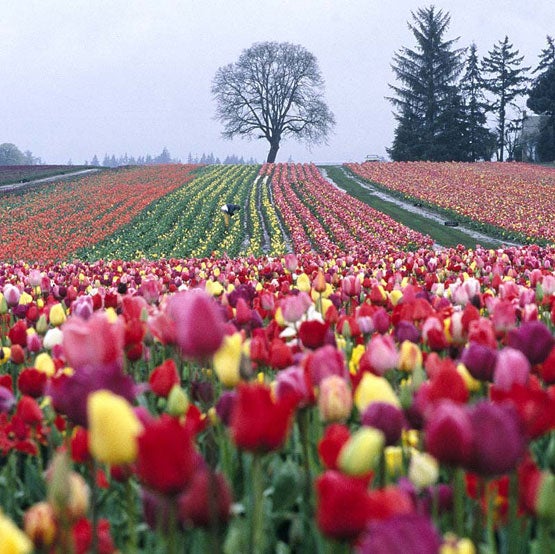 near-woodburn-the-wooden-shoe-tulip-farm-has-acres-of-bright-blooms.jpg