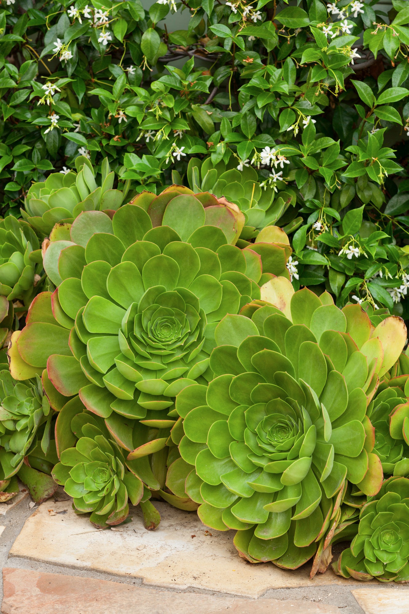 sedum-cu-v_ach-brm_163.jpg