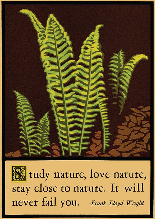 22_laurawilder_fern.jpg